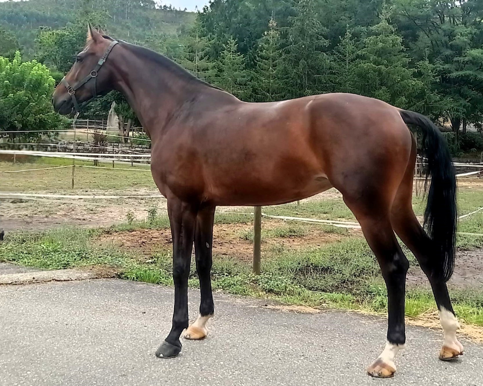 horse
